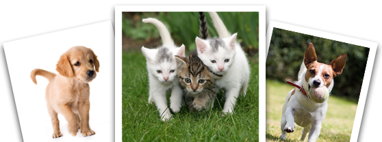 University Park Veterinary Hospital Veterinarians Serving