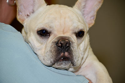 University Park Veterinary Hospital, Canine Heartworm Testing, preventative medicine and veterinary care.