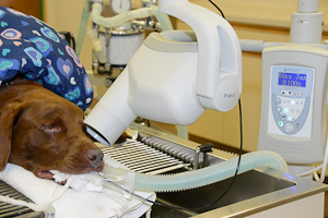 University Park Veterinary Hospital, x-ray, dental, canine, radiograph, teeth