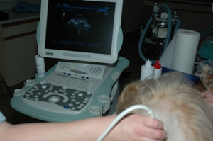University Park Veterinary Hospital, canine, feline, ultrasound, veterinary services