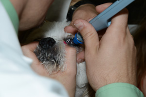 University Park Veterinary Hospital, canine, feline, eyes, tonometry, veterinary services