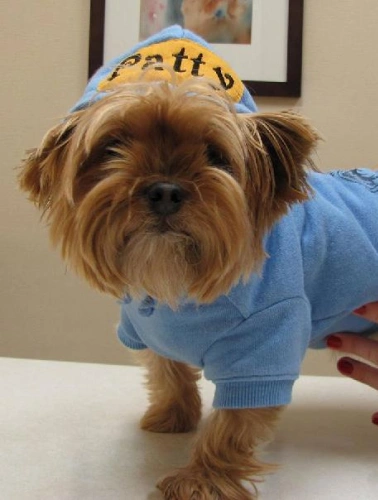 Routine pet wellness check at a veterinary hospital