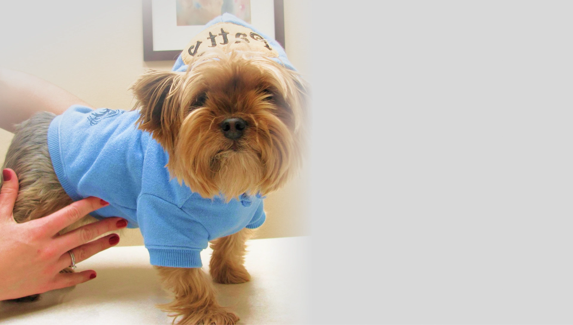 University Park Veterinary Hospital
