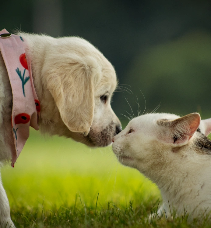 Happy pet owners sharing stories about their experiences