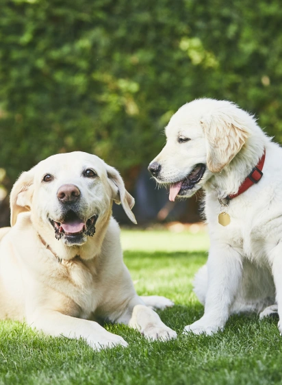 Compassionate veterinarians welcoming pets and their families