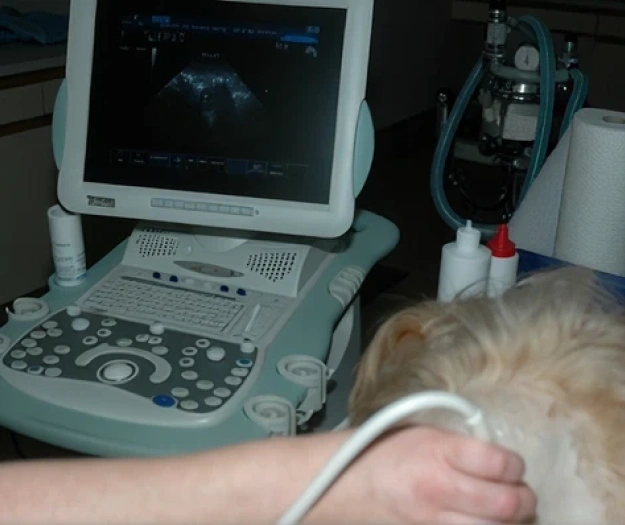 Veterinarian performing a diagnostic examination for accurate pet health evaluation.