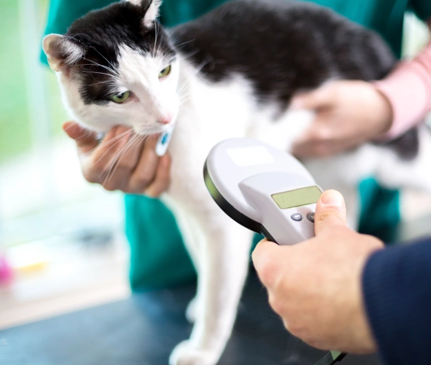 Veterinarian microchipping a cat for permanent pet identification
