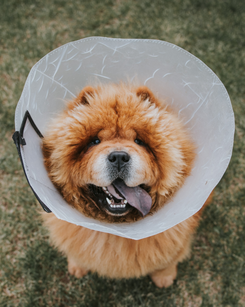 Veterinarian performing surgery with careful monitoring and compassionate care.