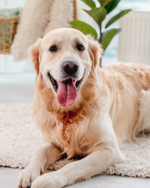 Veterinarian providing preventive wellness care for a healthy dog
