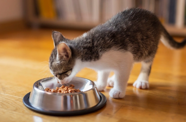 Healthy puppy and kitten enjoying balanced nutrition for proper growth.