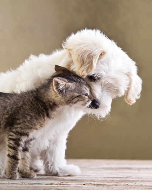 Veterinarian examining a puppy and kitten during a routine wellness visit