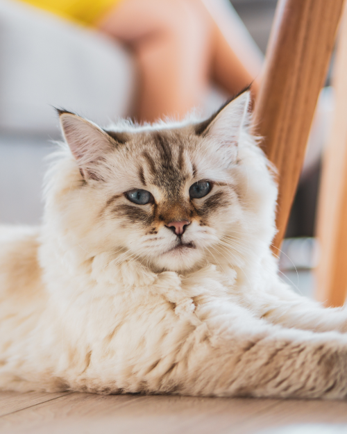 Senior pet receiving compassionate care during a routine wellness examination.