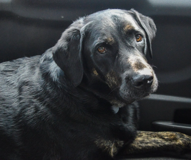 Senior dog receiving a routine wellness exam to support lifelong health.