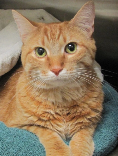 Senior pet receiving compassionate care to support healthy aging.