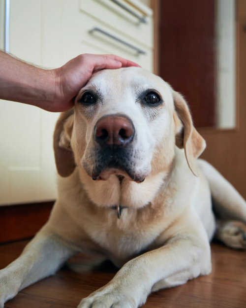 Veterinarian examining a sick pet to diagnose and begin treatment.
