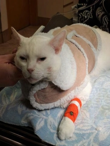 Veterinarian treating a sick or injured pet with compassionate medical care.