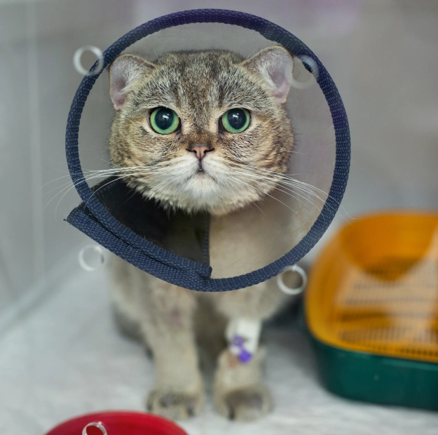Veterinarian preparing a pet for a safe spay or neuter procedure.