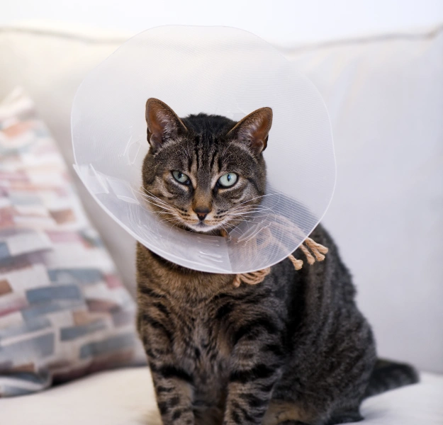 Veterinarian preparing a pet for surgery with compassionate, attentive care.