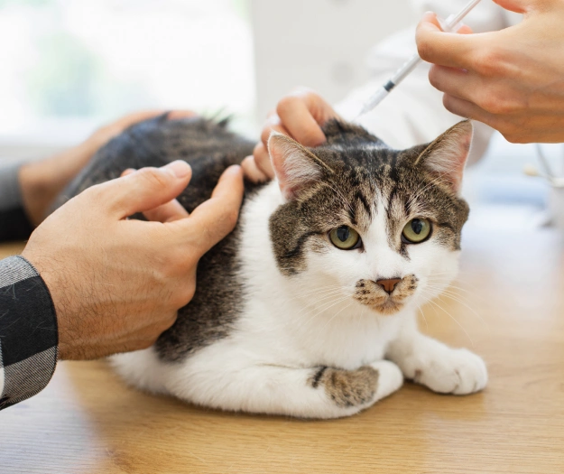 Cat receiving a routine vaccination to protect long-term health.